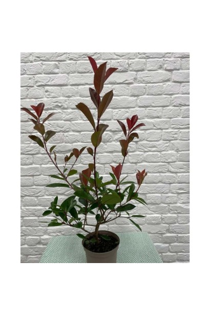 Photinia  fraseri Red Robin посадка